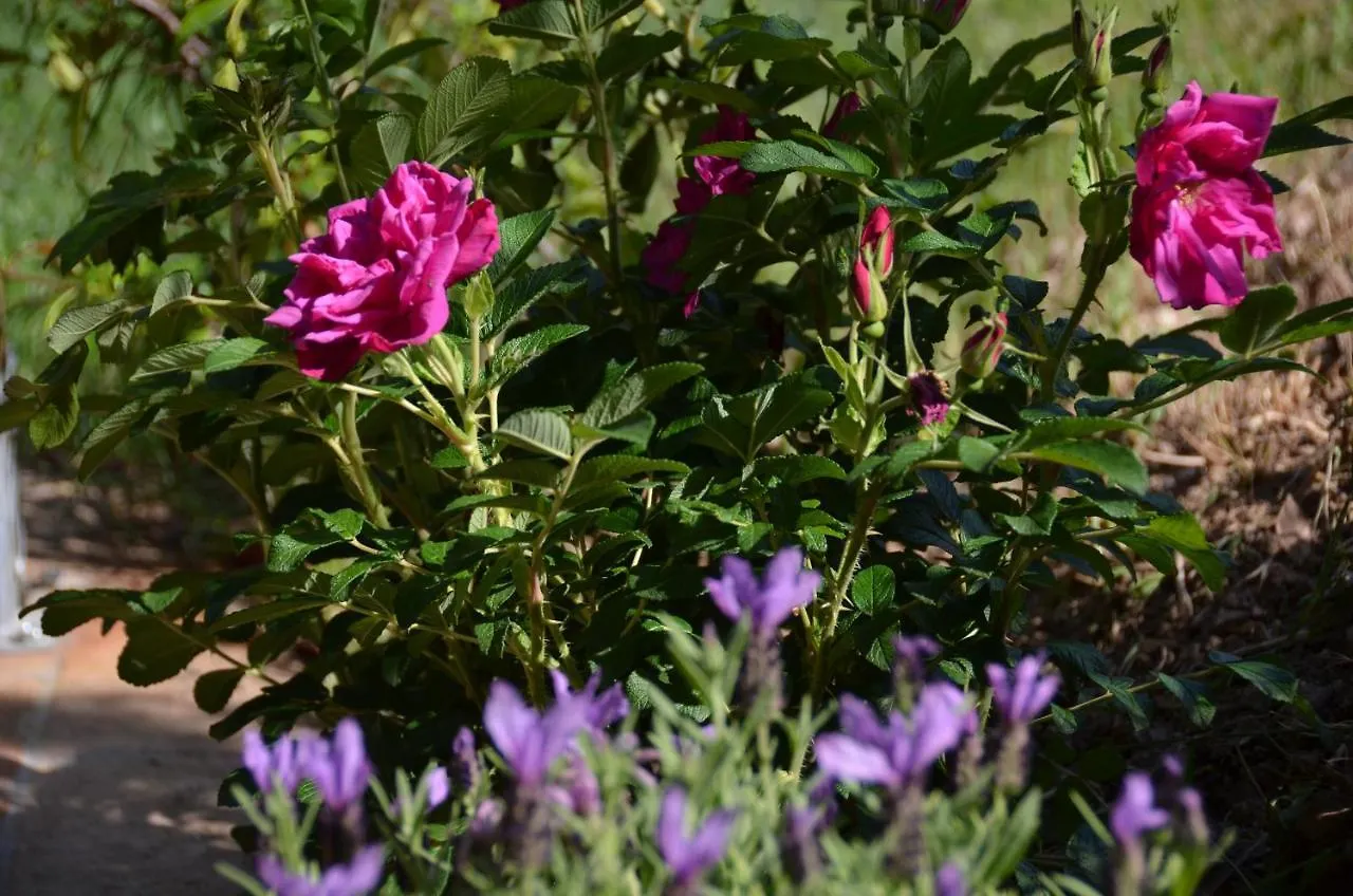 Il Venaio Bed & Breakfast Massa Marittima